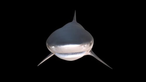 Front Of Shark Swims And Attack With Alpha Channel