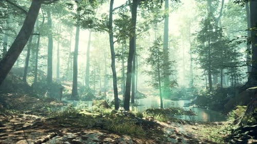 Forest with Pond and Mist with Sunrays