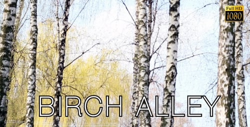 Birch Alley 2