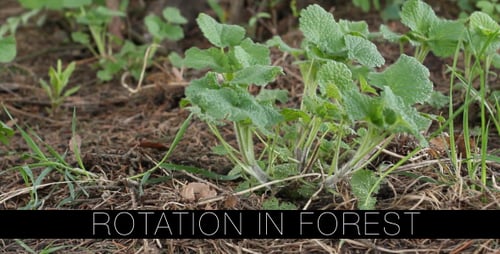 Rotation im Wald