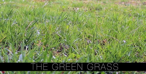 Das grüne Gras 3