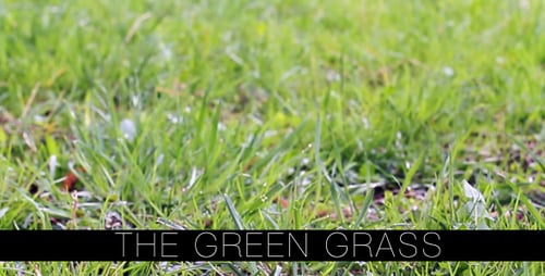 The Green Grass 4