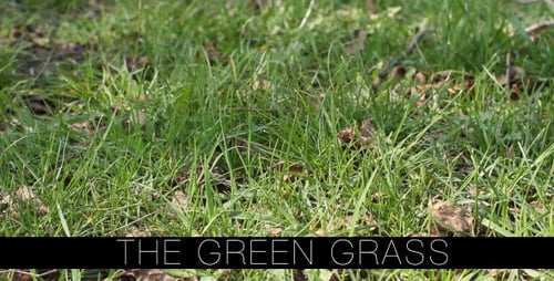 Das grüne Gras 6