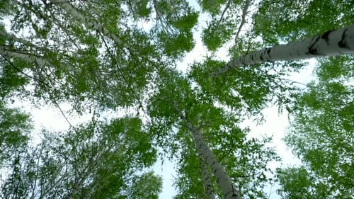 Ein Spaziergang durch den Birkenwald im Sommer. Grüner Wald. Blick auf die Bäume von unten nach oben.