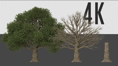 Beech Tree Growing