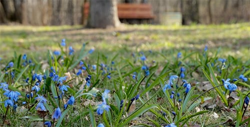 Spring Wildflowers