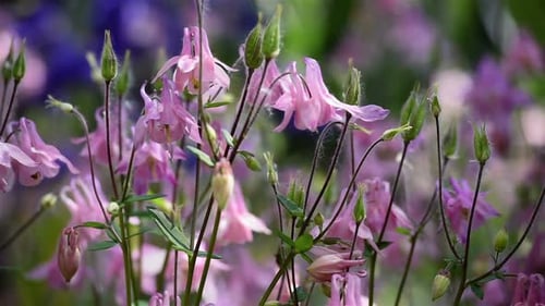 Field of Pink Flowers Moving Gently