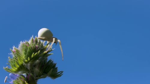 Gros plan de l'araignée blanche sur la fleur