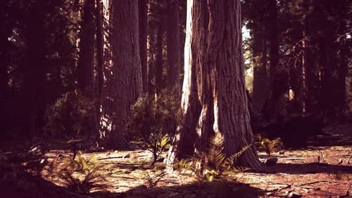 Famous Sequoia Park and Giant Sequoia Tree at Sunset