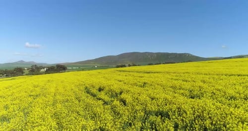 Campos de canola hasta donde alcanza la vista