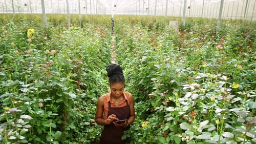 Woman with Tablet among Roses in Greenhouse