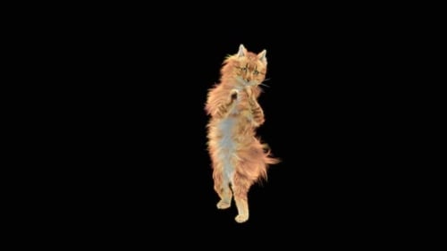 Katze HD