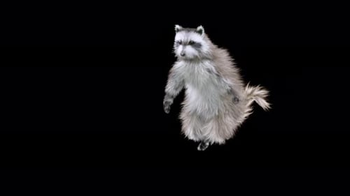 Animated Raccoon Dancing on Transparent Background
