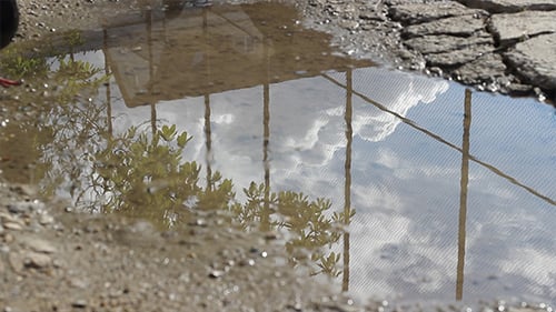 Pigeon Visits Puddle Reflecting Sky and Vegetation