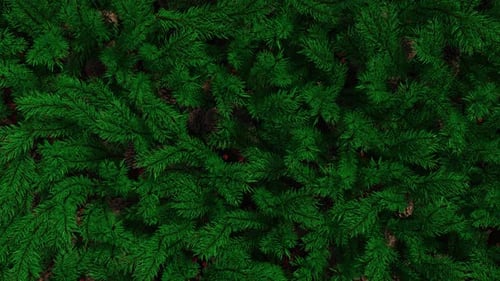 Christmas Transition