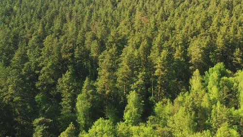 Tall Pine Trees in the Forest. Summer Forest From Above