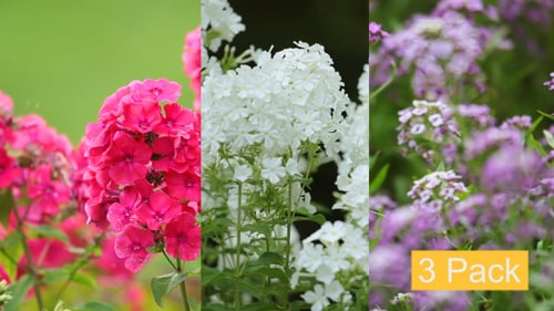 Beautiful Flowers in a Natural Outdoor Setting