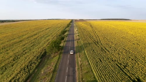 Aerial view of yellow sunflower field and a road with cars through it