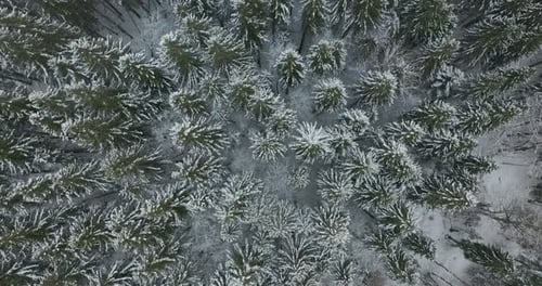 Aerial View. Winter Season. Snowy Mountain Forest Aerial Shot Breathtaking Natural Landscape, Frozen