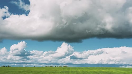 Countryside Rural Field Landscape With Young Wheat Sprouts In Spring Summer Cloudy Day. Agricultural