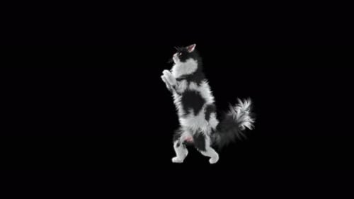 Cat Walking 4K