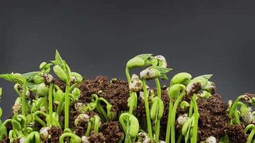Beans Germination