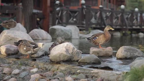 Ducks on Sunny Summer Day Walk Along the Shore with Large Stones Along the Lake