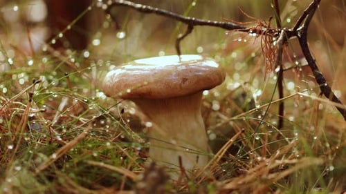 Mushroom Boletus In a Sunny Forest in the Rain