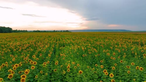Girasoles al atardecer