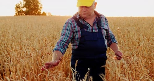 The Farmer Inspects the Harvest in the Wheat Field