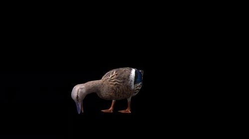 Canard femelle mangeant vue de face
