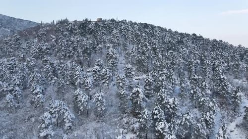 Snowy Mountain Forest on a Clear Day