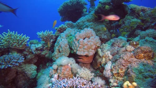 Colorful Coral Reef with Moray Eel and Fish