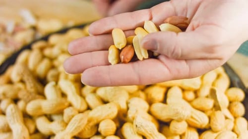 Close Up Hand Holding Shelled Peanuts