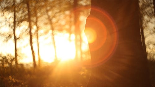 Forest in the Sunset 5