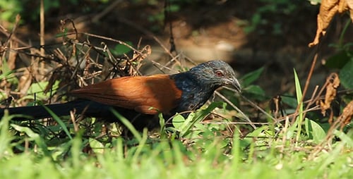 Faisan Corbeau (Centropus sinensis) Pack 2