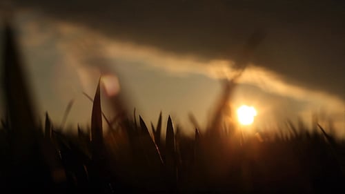 Field in the Sunset 1