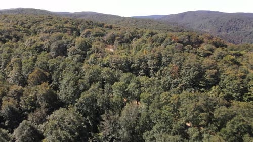Forest Nature Aerial Drone View