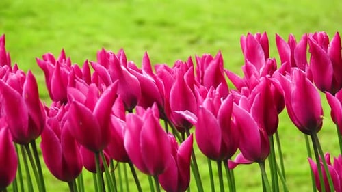 Pink Tulips Against the Green Blurred Background