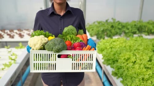 Vegetables Freshly Harvested in Modern Greenhouse