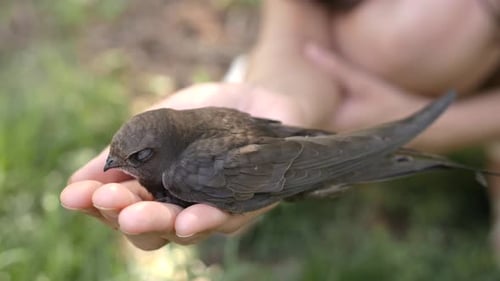 Rescued Bird Resting Peacefully in Gentle Hands