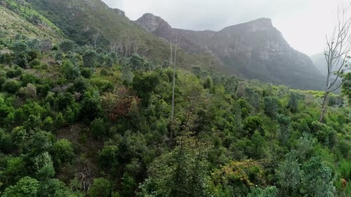 Grüner Wald am Berghang