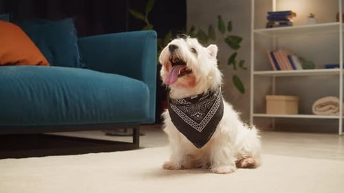 Adorable White Dog Poses with a Bandana Indoors