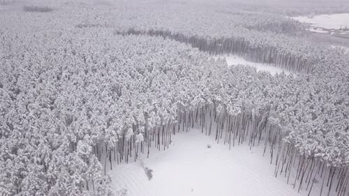 Winter Landscape, Pine Trees Covered with Snow. Aerial View