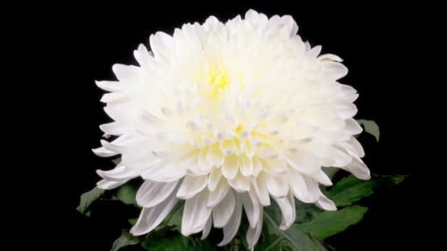 Close-Up of White Chrysanthemum Flower Blooming