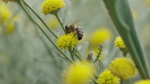 Bee Pollinating on Yellow Flowers in Nature