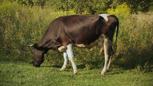 Cow Eating Grass in a Summer Meadow