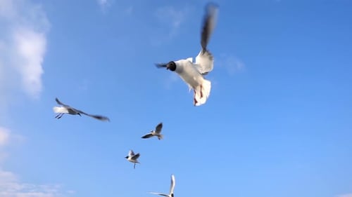 Mouettes, oiseaux, animaux, voler, sur, clair, ciel bleu