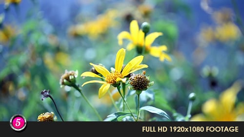 Close Up of Yellow Flowers in a Field