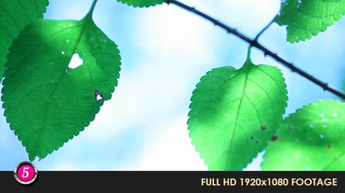 Green Leafs 13